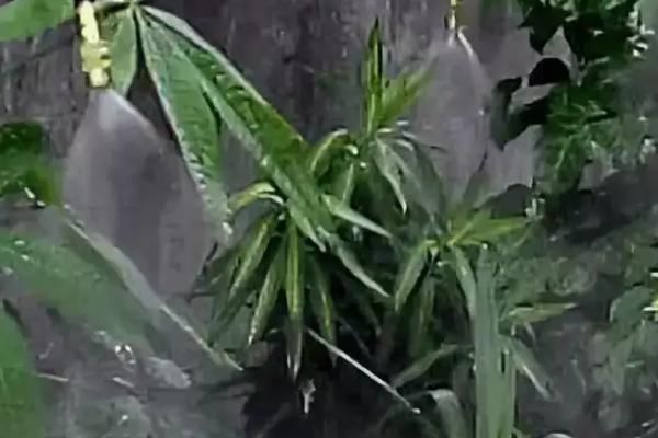 河水浇花好还是自来水浇花好