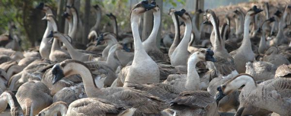 养鹅能用发酵料吗