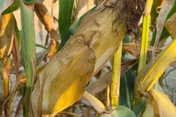 中科玉505玉米种简介,适合哪里种植,产量如何