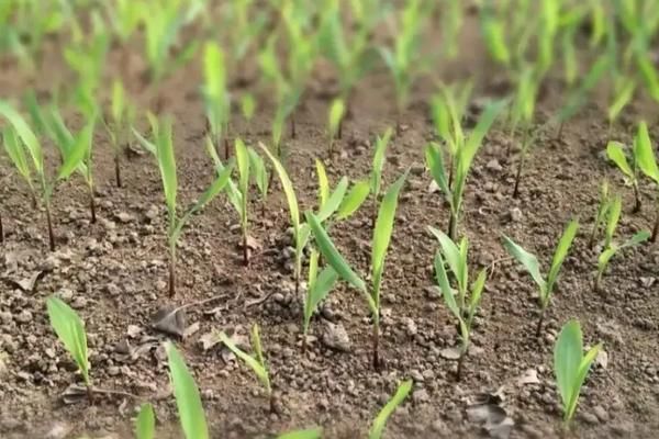 玉米种子泡多长时间,玉米种子怎么种步骤