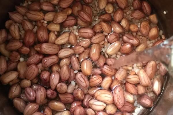 花生芽生产技术，花生芽有毒吗