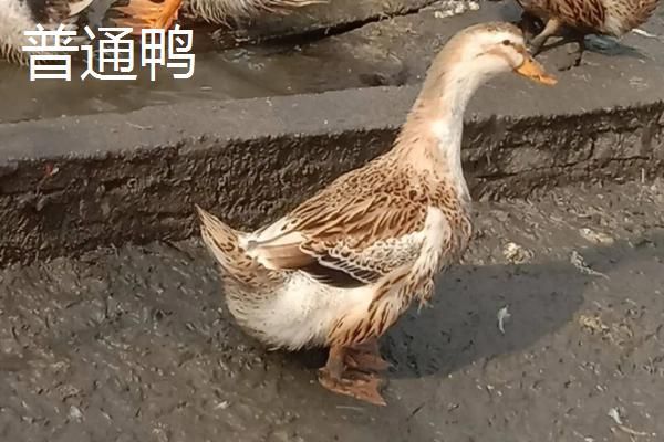 宠物鸭与普通鸭的区别