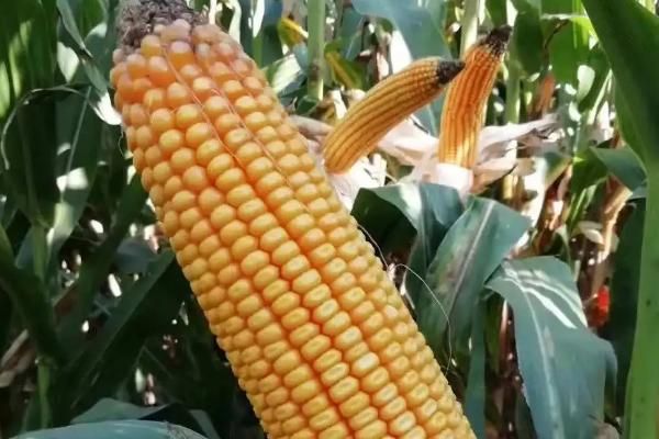 中科玉505玉米种简介,适合哪里种植,产量如何