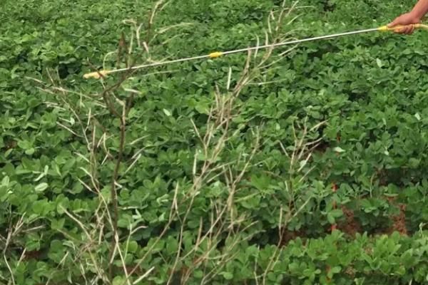 如何种花生才能高产