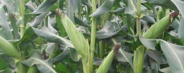 玉米种子泡多长时间,玉米种子怎么种步骤