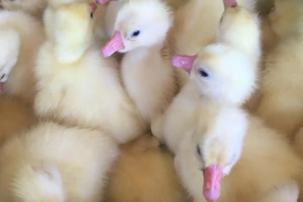 小鹅晚上怎么保暖