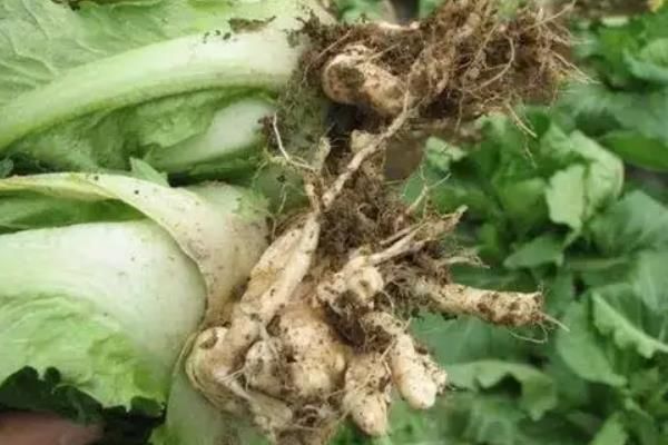 白菜根肿病的防治办法