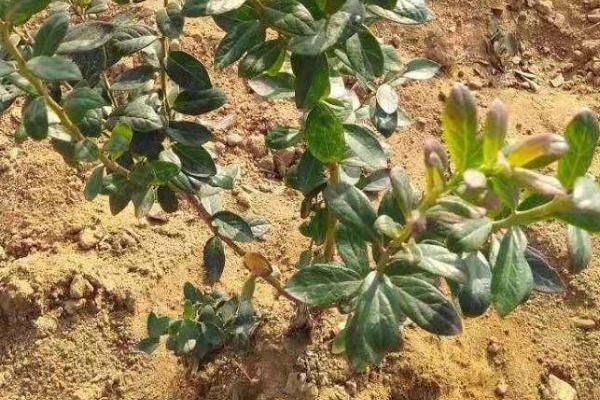 奥尼尔蓝莓特点介绍,附种植方法