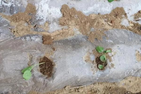 露地茄子种植管理技术,种植茄子一亩利润多少