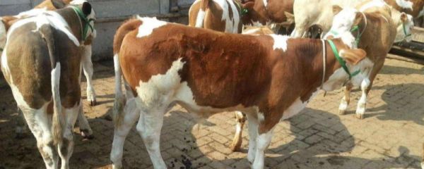 犊牛消化不良用什么药,是什么原因导致的