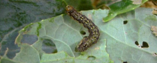 氰戊马拉松杀什么虫,附用法和用量