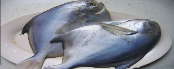 白鲳鱼容易过敏吗