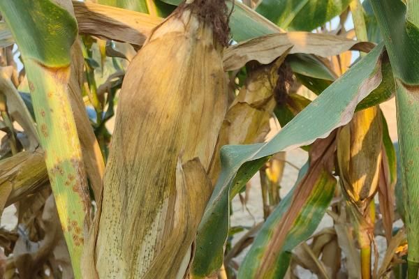 中科玉505玉米种简介,适合哪里种植,产量如何