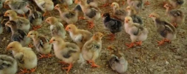 k9鸡苗是什么品种的