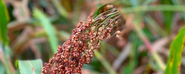 高粱炭疽病症状特点，附防治方法