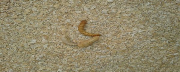 黄粉虫干怎么制作