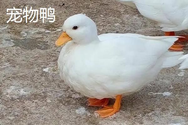 宠物鸭与普通鸭的区别