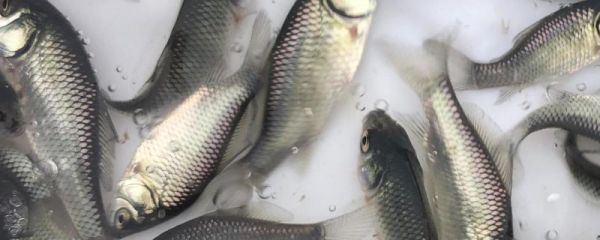 工程鲫鱼能自己繁殖吗,一年可以长多大