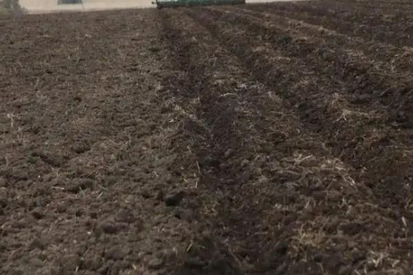 露地茄子种植管理技术,种植茄子一亩利润多少