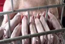 母猪胎衣催奶怎么用 催奶药什么时候喂