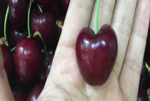 车厘子在中国哪里可以种植 车厘子和樱桃的区别