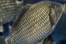 鲫鱼生长速度 要长多久才能达到1斤 鲫鱼生长速度 要长多久才能达到1斤