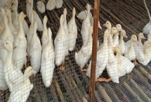 正常鸭子30天能长多大 鸭子长多大可以下蛋 正常鸭子30天能长多大 鸭子长多大可以下蛋