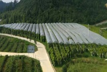 葡萄遮雨棚一亩成本 遮雨棚有什么作用 葡萄遮雨棚一亩成本 遮雨棚有什么作用