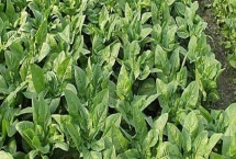 南方七八月份适合种植什么蔬菜