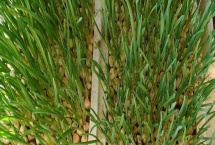 蒜苗栽培有几种方式 蒜苗栽培有几种方式