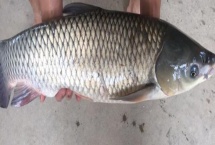 脆肉皖鱼是怎么养出来的 和草鱼有什么区别