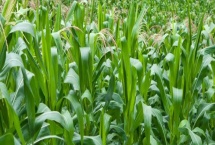 德美禾10玉米品种 德美禾10玉米品种