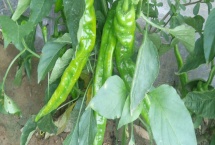 螺丝椒亩产有多少斤 螺丝椒亩产有多少斤