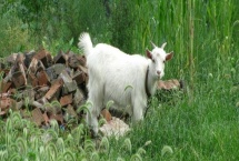 山羊多少天下羊羔 刚生完羔了的母羊能驱虫吗