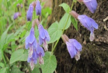 黄芩苗什么时候移栽 黄芩苗什么时候移栽