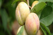 三华李种植管理技术 树苗什么时候种植好