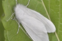 美国白蛾用什么农药 美国白蛾对人体有害吗