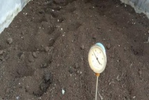 自制有机肥快速发酵方法 芝麻饼可以直接撒土里做肥料吗