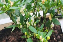 阳台种辣椒要施什么肥 阳台种辣椒需要授粉吗