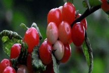 樱桃绿色的根叫什么