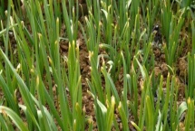 大蒜栽种方法 附栽培技术十大要点 大蒜栽种方法 附栽培技术十大要点
