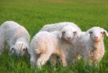 小尾寒羊适合在河南养吗