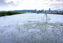 养虾盐水怎么调 如何肥水