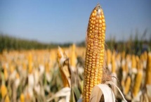 地干能打玉米苗后除草剂吗 哪些除草剂效果好不伤苗