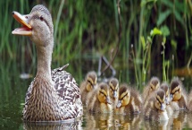 鸭子软脚病要用什么药 是什么原因造成的 鸭子软脚病要用什么药 是什么原因造成的