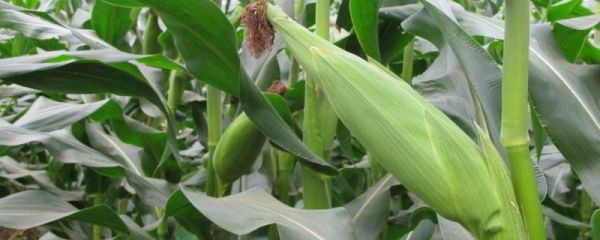 来玉1905玉米品种