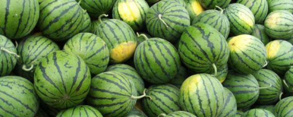 西瓜幼苗出土温度多少合适,阳台成功种的西瓜经验