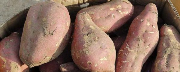 红薯防发芽的方法