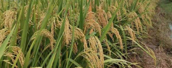 龙垦2021水稻品种