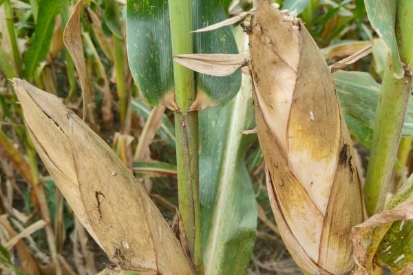 中科玉505玉米种简介,适合哪里种植,产量如何